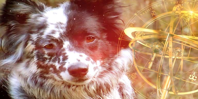 Canine Horoscopes